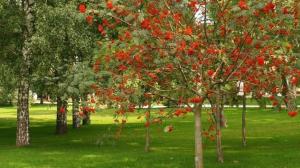 РЯБИНА обыкновенная